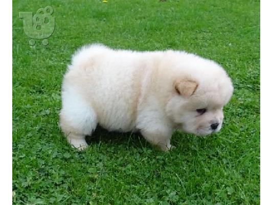 Όμορφα κουτάβια Chow Chow